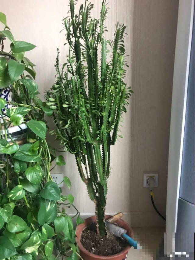 6种花能养成巨无霸，摆在家门口，路过的都称奇！