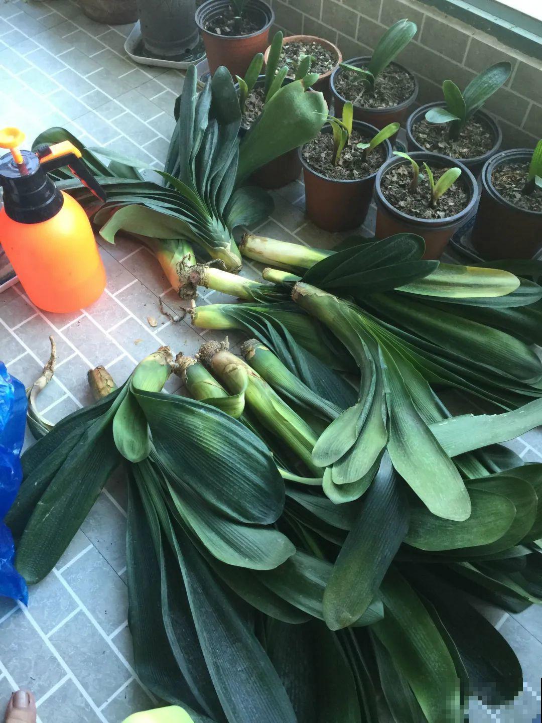 春天路边逛一遭，全是养花宝贝，赶紧捡回家