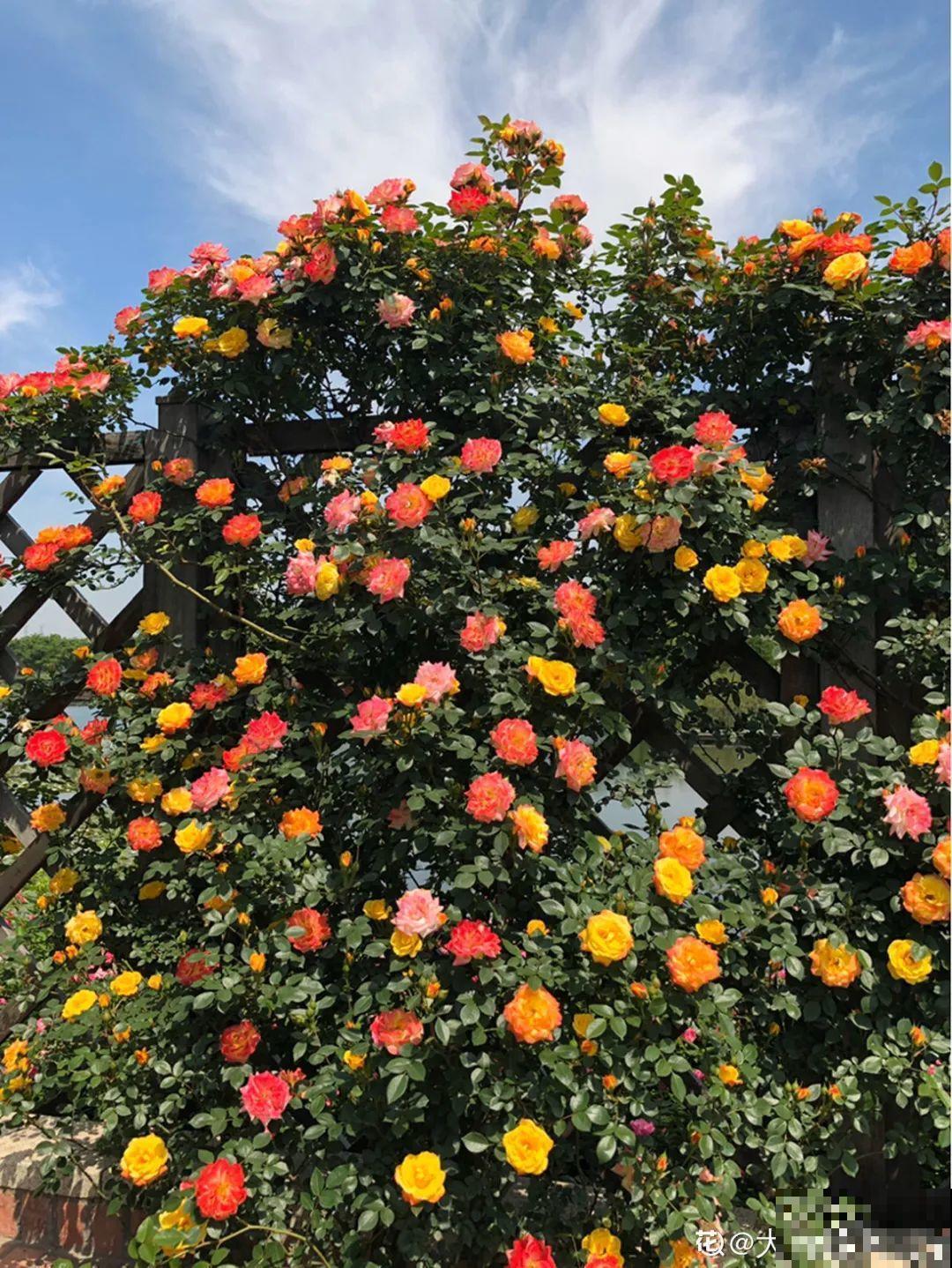 给花喝点它，花芽摁都摁不住，呼呼开花