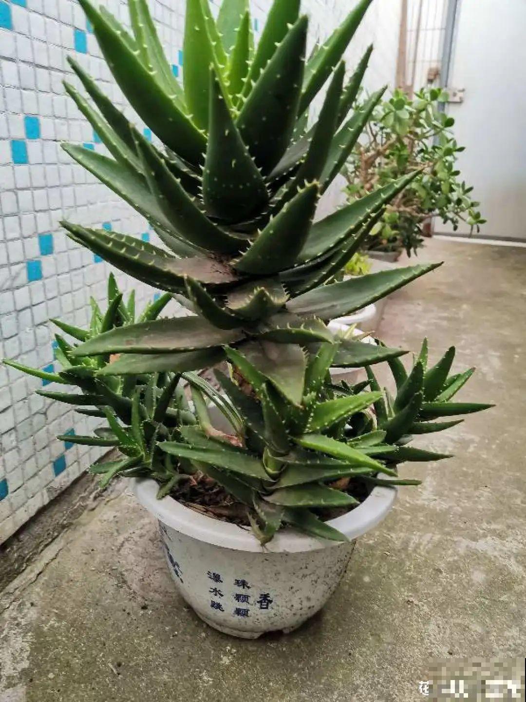 折腾不死的25种花，咋养都爆盆，家里必须养！