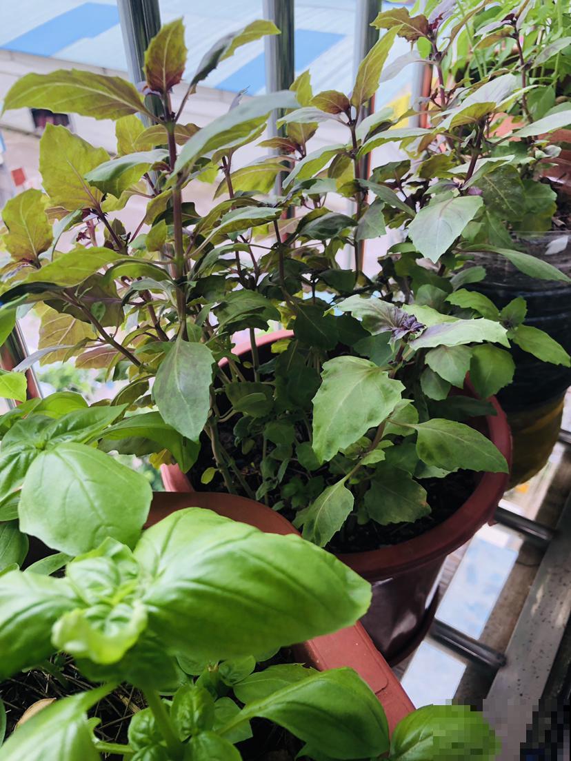 家里养盆香草，掐个叶子还能吃，屋子清香四溢