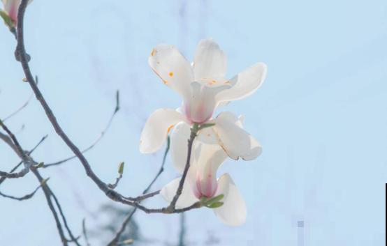 你的生日，对应的是哪种花，都进来看看吧！（上）