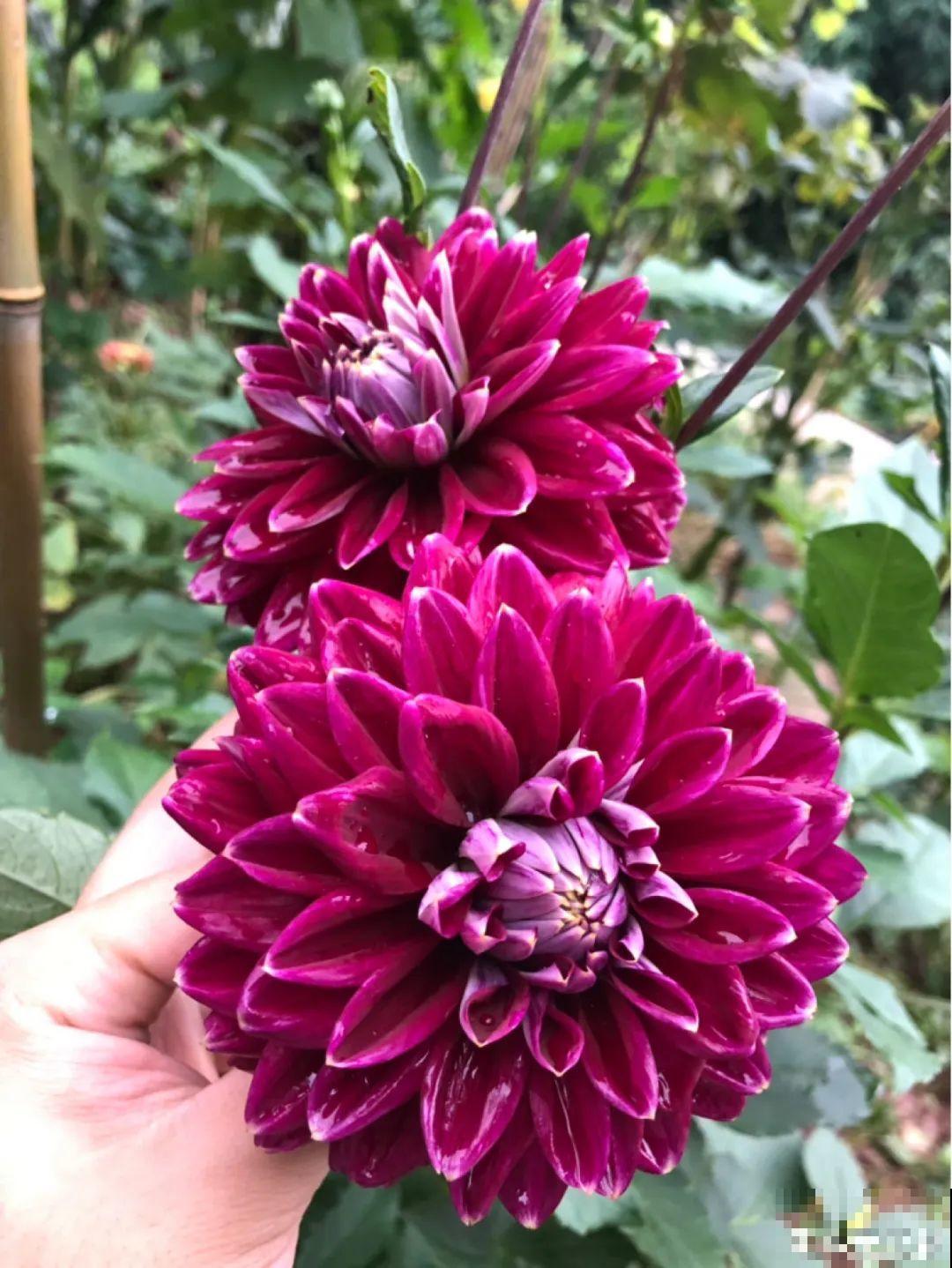 25种晒不死的花，越晒越开花，天再热也不怕！