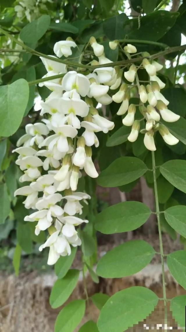阳春三月，出门踏青，原来有这么多漂亮花！