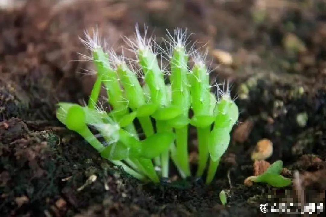 吃剩的菠萝头别扔，剪一剪种土里，结出金黄大菠萝