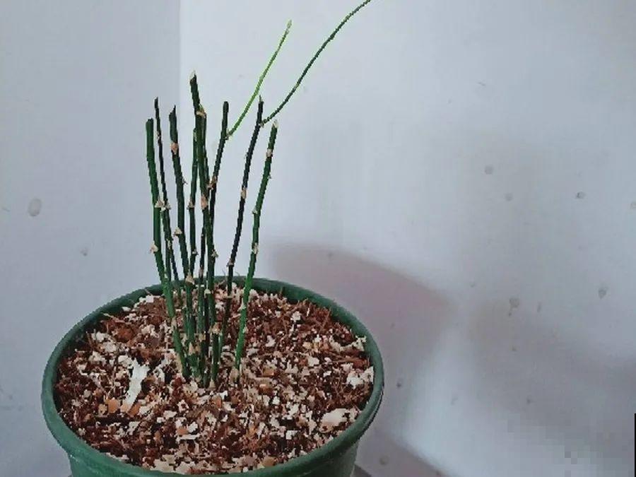 10种花，春天不能晒，躲屋里最安全！