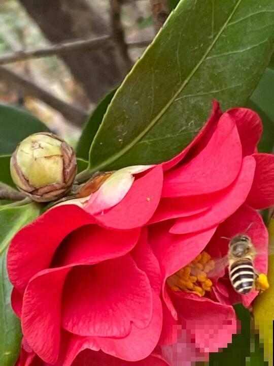 养茶花注意2方面，一树大花招来一窝蜜蜂，香味悠远惹人爱！