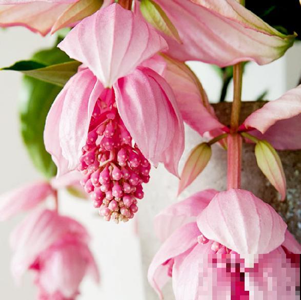 客厅养盆“贵妇花”，耐阴开花200天，特有气质！