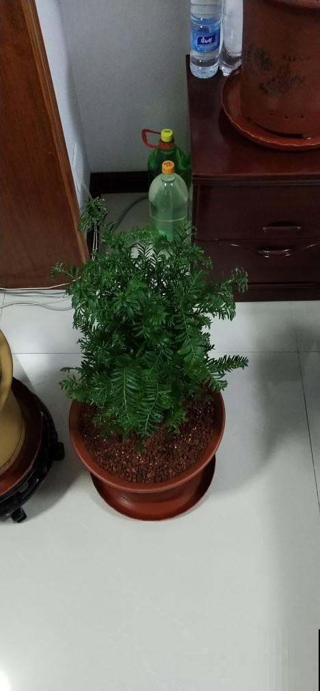 红豆杉为啥从不结红豆？原来是公的，配一对才能挂满红果子！