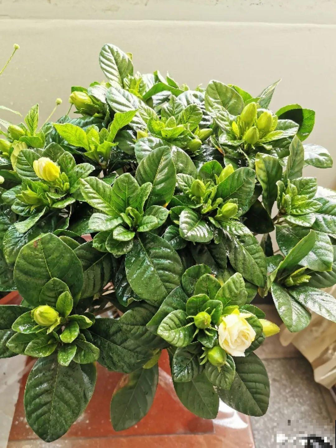 花一到春天就蔫巴，那是浇水浇少了，赶紧补水