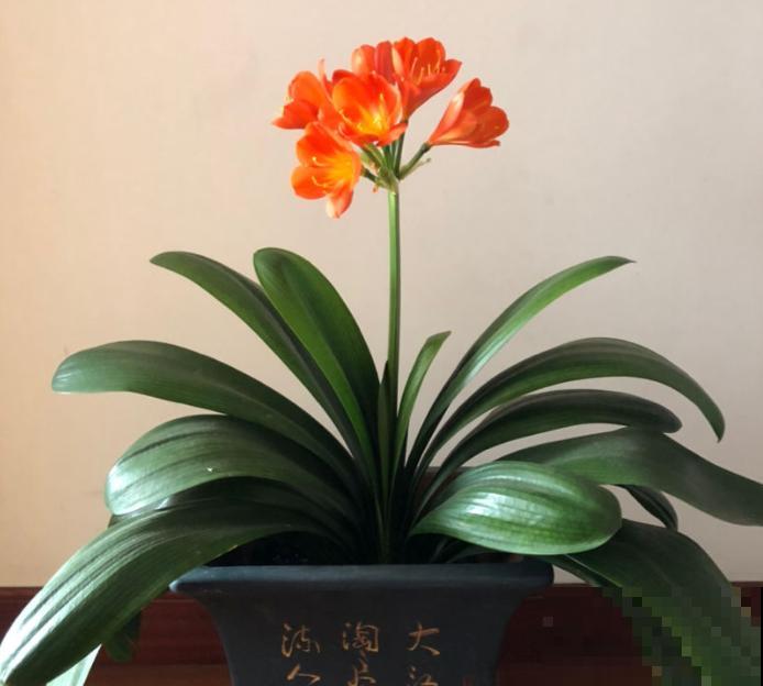 家里这4种花，夏天不要多浇水，一浇就烂根！