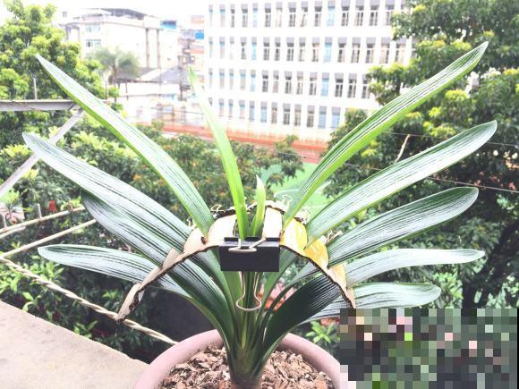 君子兰开成大花球，年年结果一大堆，原来秘诀是吃“废油”？
