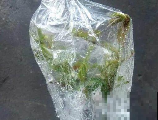 月季大花树，自己也能造，成品老桩上千块！