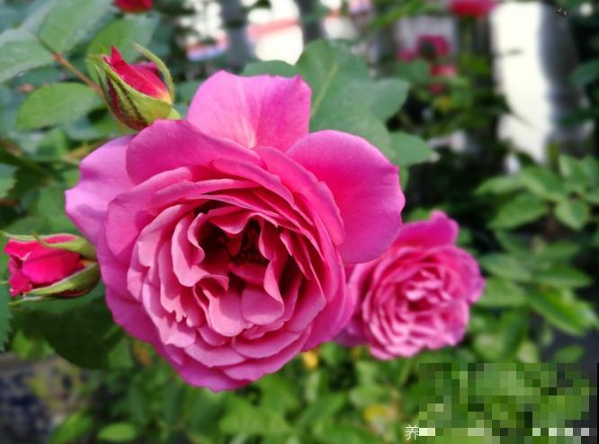 6种冷门月季，看一眼就中“毒”，没养的人都后悔了！