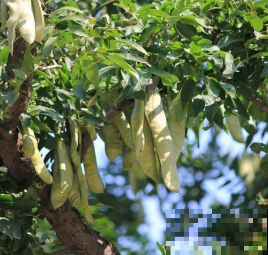 你用过皂角洗衣服吗，自己在家也能种，天然安全不伤皮肤