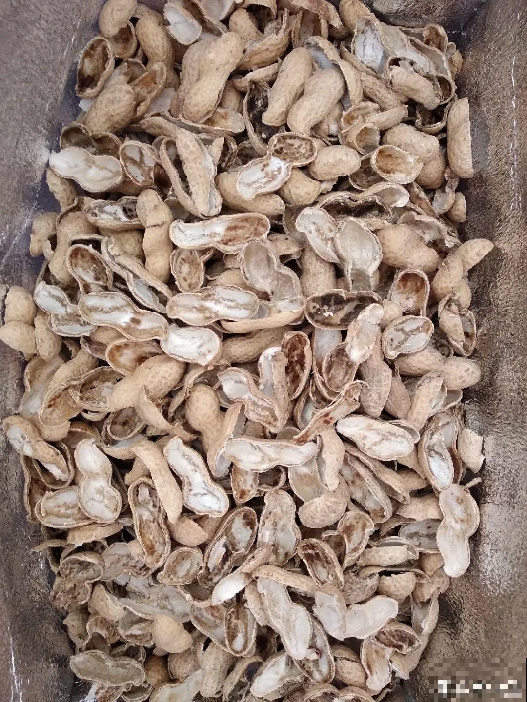 1把核桃垫盆底，不烂根、不招虫，疯长停不下来！
