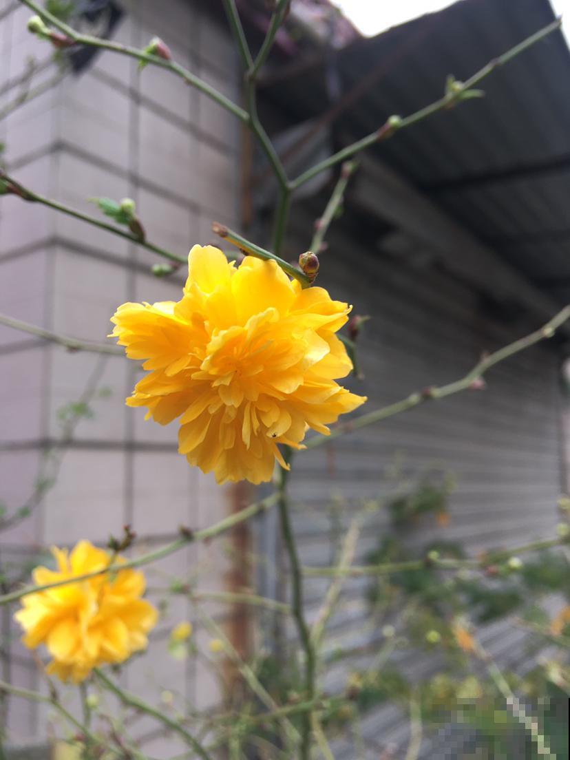 见过黄色榆叶梅吗？原来学名叫棣棠，文人雅客超喜欢
