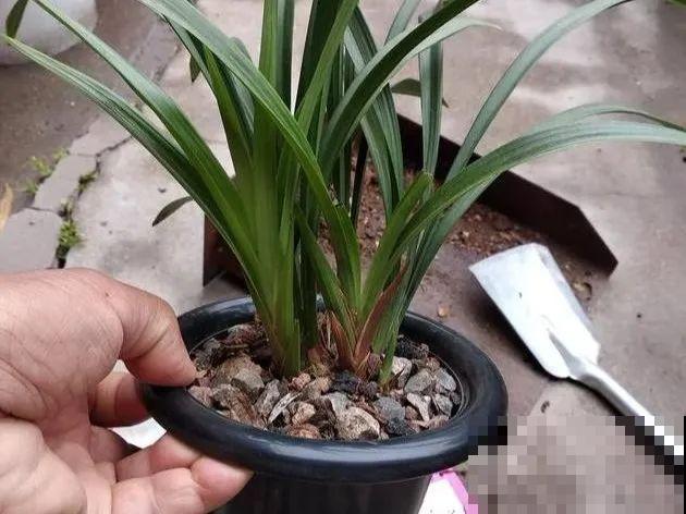 6种兰花，一开花香飘满屋，越养越值钱！
