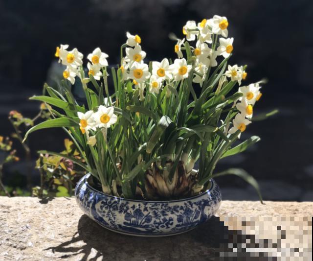 卧室别养这8种花，香得头昏脑胀，对身体有大害处！