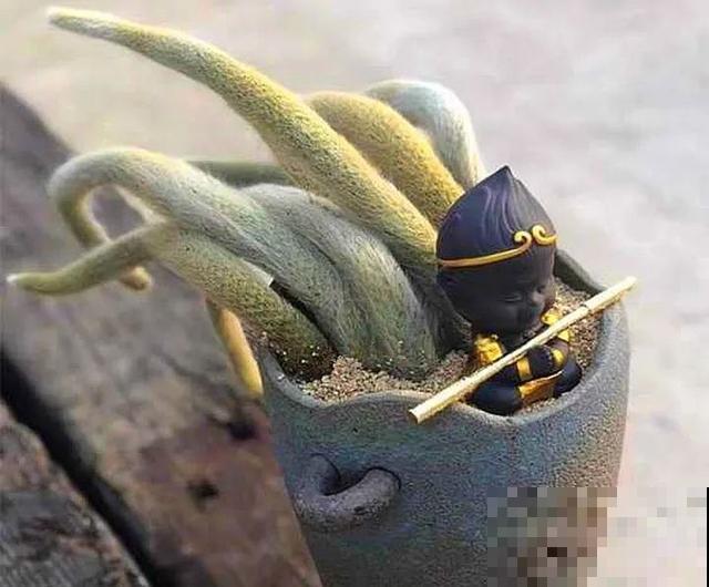 18种小众花，有趣的人都在养，开花绝对惊艳！