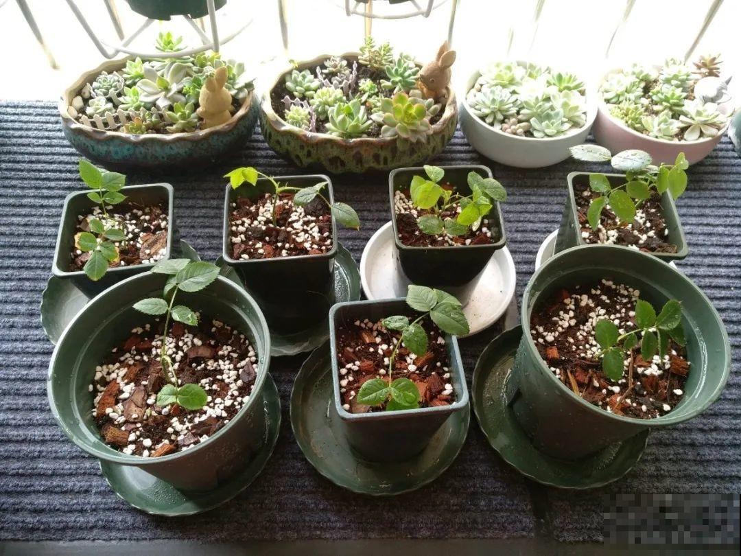 20种常见花，扦插方法大全，不用再花钱买了！