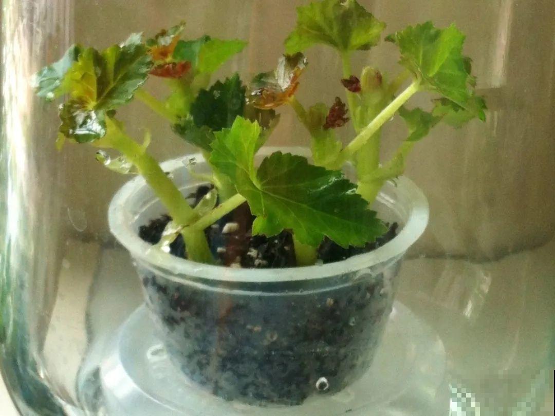 8种花，开完花别急着丢，剪一刀还能继续开