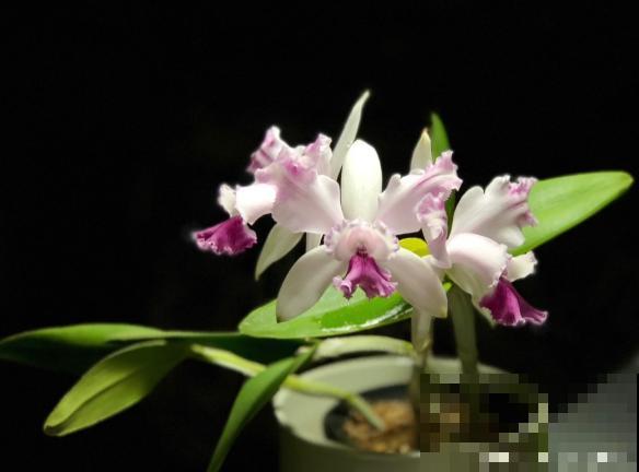 6种珍稀兰花，高贵优雅、价值不凡，见过一种就很厉害了！