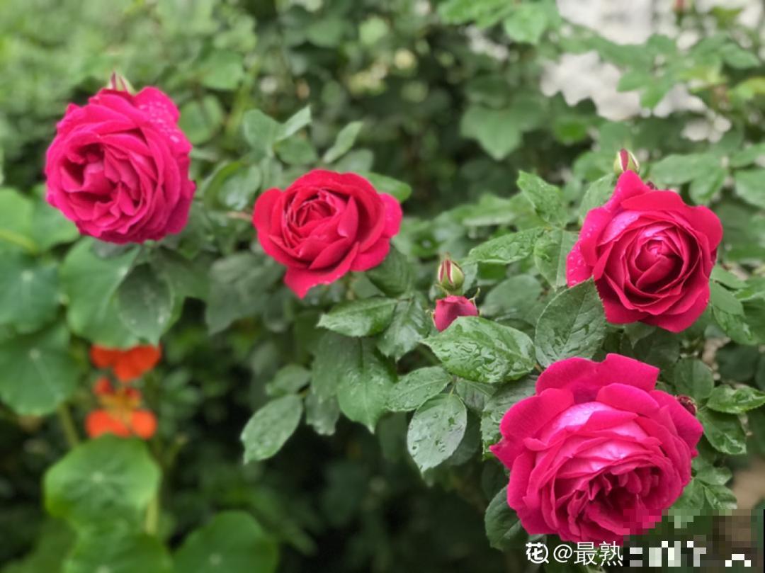 家里有这花，可以控制开花，想开几次都行！