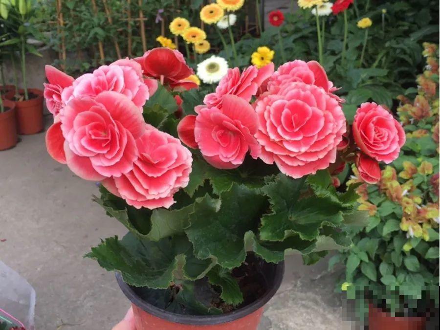 10种花，春天不能晒，躲屋里最安全！