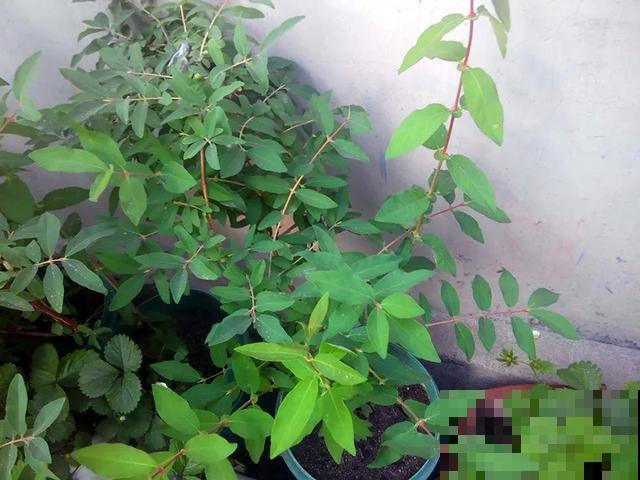 春天适合在家种果树，阳台上也能养，一棵能接满树果