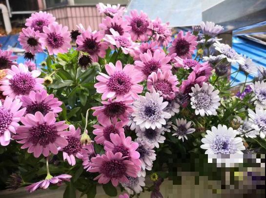 她在墙上、窗台挂了99盆花，齐齐开成大花球，路过的都惊叹！
