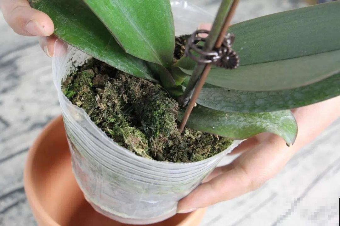 天热了，8种花不能乱浇水，小心浇完就死！