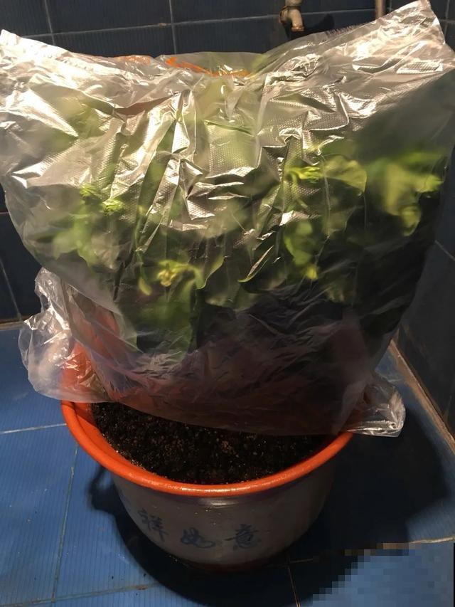 8种超难养的花，买一盆死一盆，真伤心！