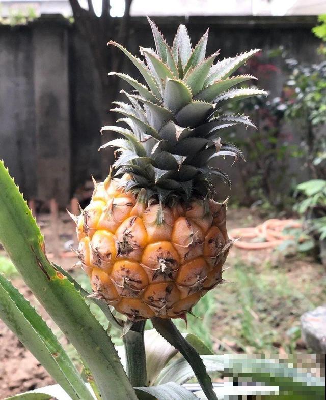 6种植物不按套路生长？你吃的水果，就是这么长出来的！