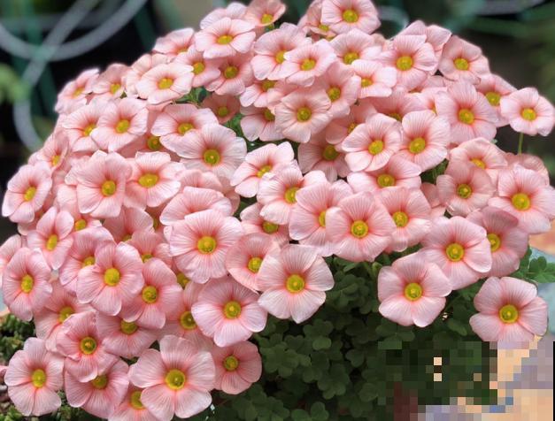 小窗台最适合养这花，开花又密又多，年年繁殖一大堆！
