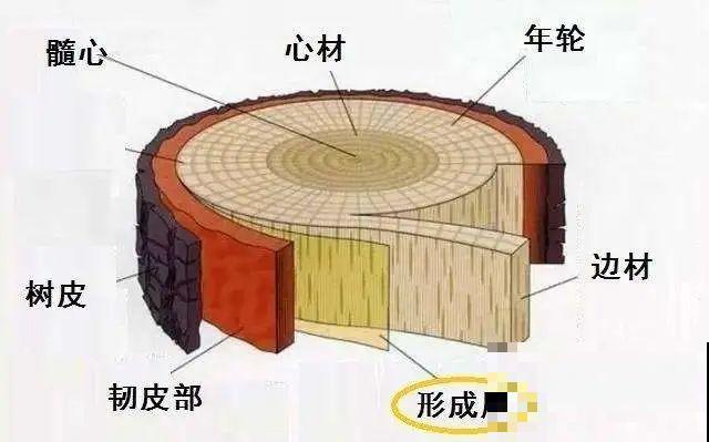 月季大花树，自己也能造，成品老桩上千块！