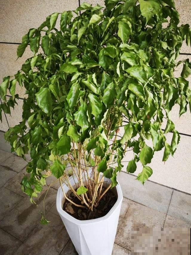 幸福树快冲破屋顶了？其实未必是好事，有这迹象的要注意！