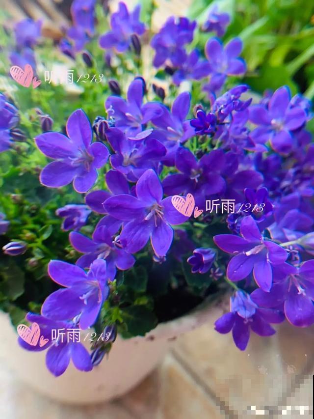 阳春三月，出门踏青，原来有这么多漂亮花！