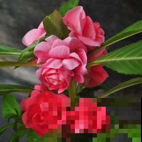 茶花和凤仙杂交，开出的花你见过吗？太美了！