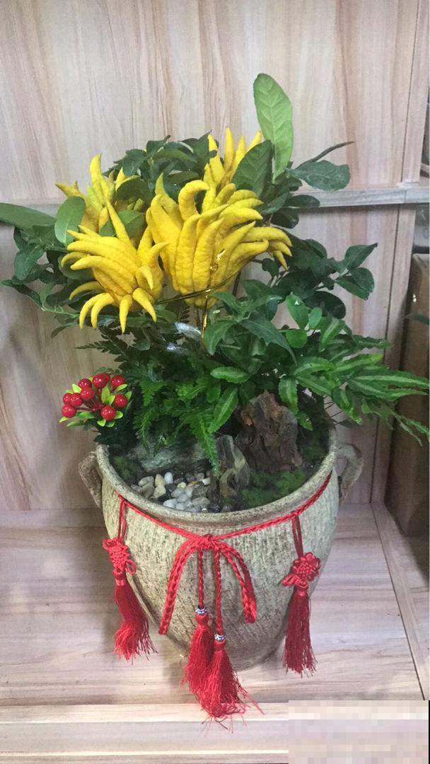 30年老中医的花谱，每一种都特养人，赶紧收藏