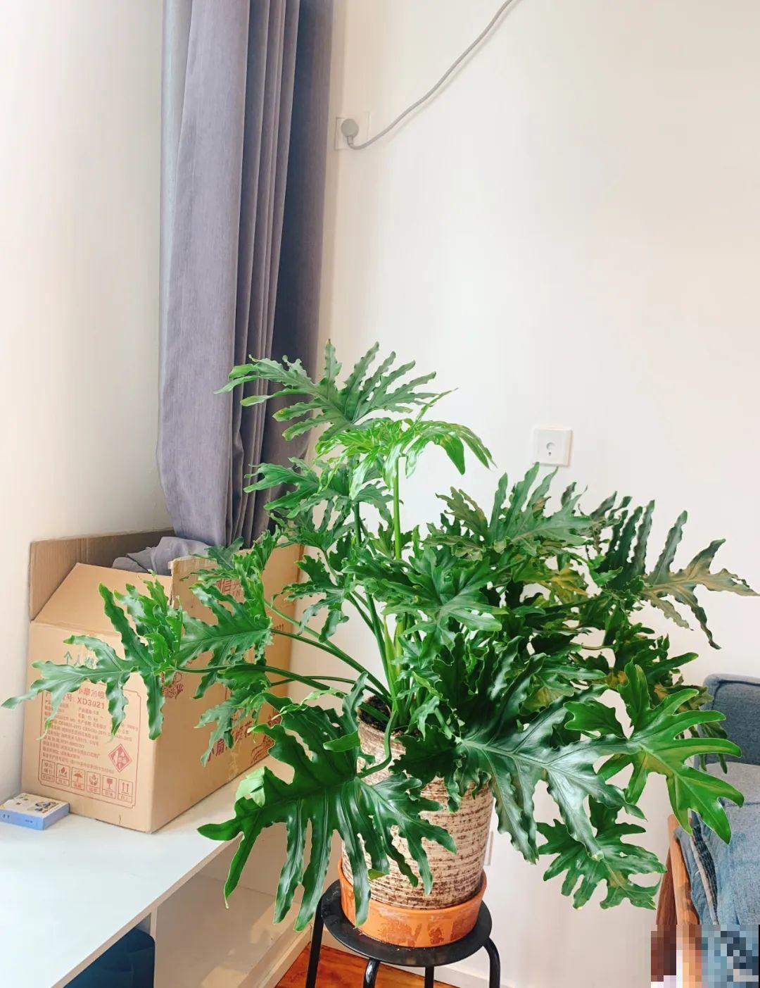 客厅养盆镇宅花，除异味、保家宅，越养家越旺！