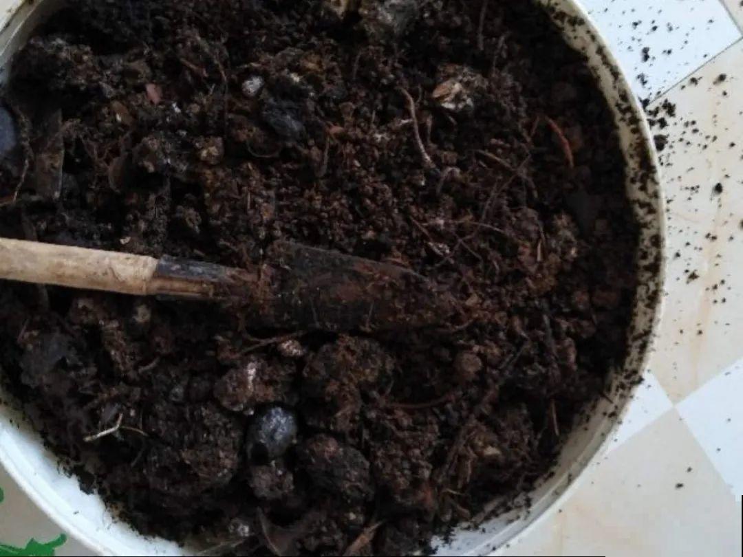 20种自制营养土，肥的流油，不用花钱买！