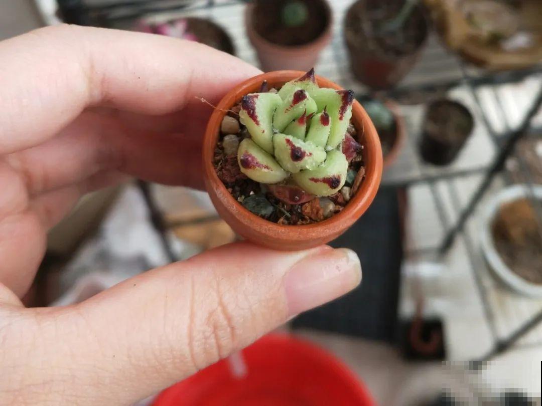 君子兰越小越值钱，养了4年，只有硬币大！