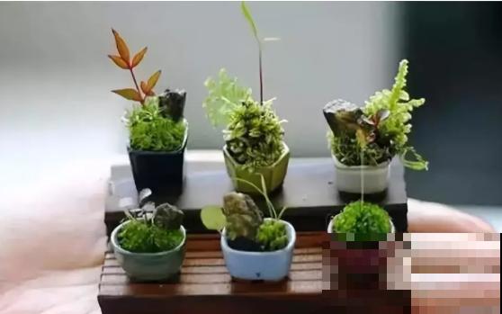 一个茶碗就能养的花，开花精致富贵，摆在窗台上档次！