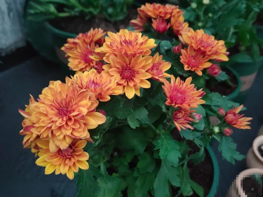 家里有这花，可以控制开花，想开几次都行！