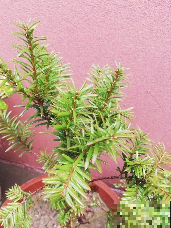 红豆杉为啥从不结红豆？原来是公的，配一对才能挂满红果子！