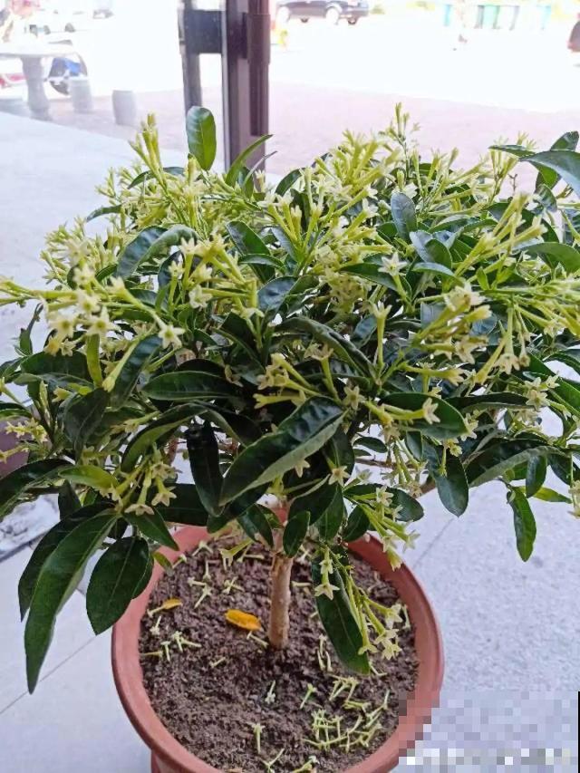 卧室别养这8种花，香得头昏脑胀，对身体有大害处！