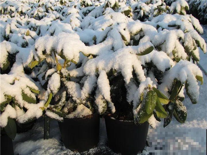 特名贵的杜鹃品种，开花比碗口还大，零下30℃冻不死！