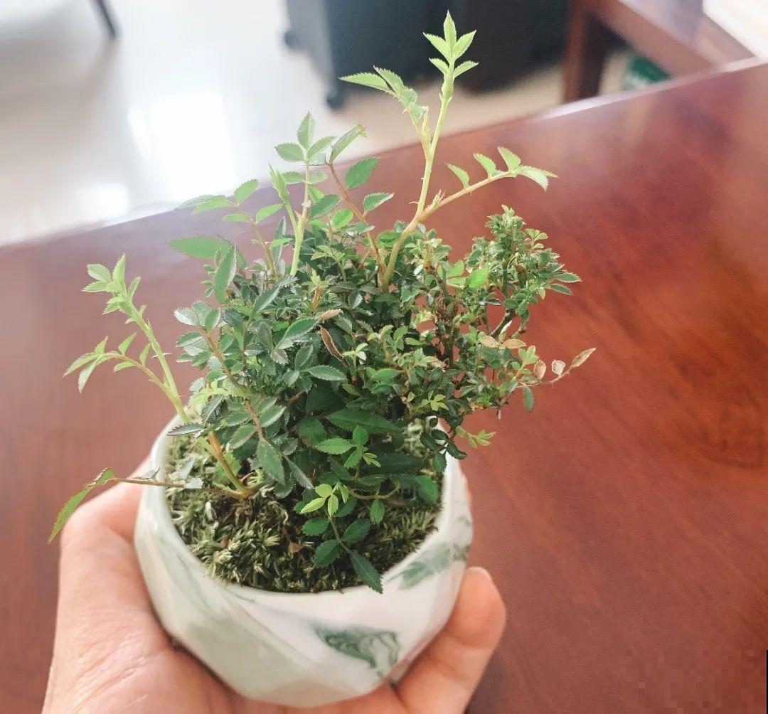 养了3年的月季，只有巴掌大，天热一直开花！