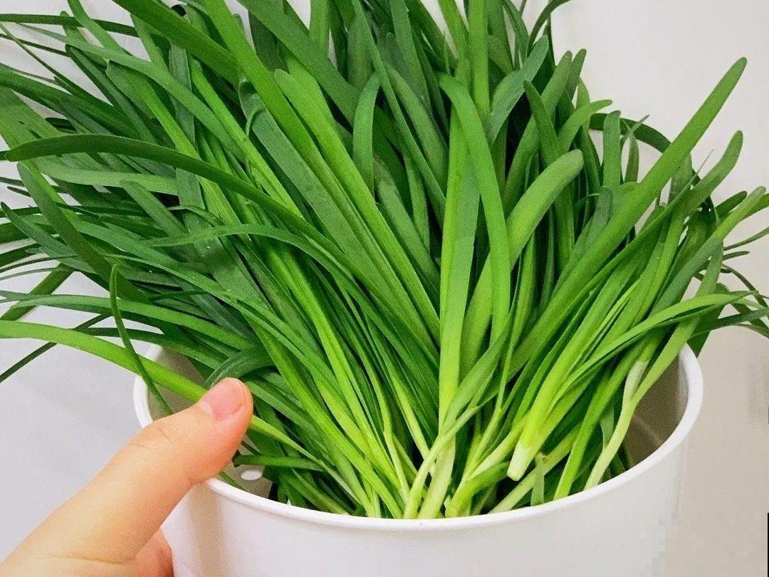 10种菜，阳台就能养，蹭蹭长满一盆，都快吃不了了